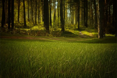 forest-315184_1280-480x320.jpg