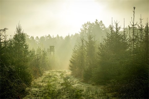watch-tower-802102_1920-480x320.jpg