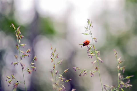 ladybug-5355655_1920-480x320.jpg